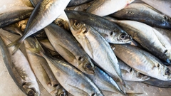 HORSE MACKEREL