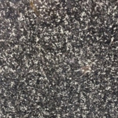 Đá Granite đen bông lài
