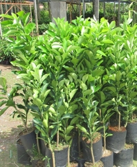 Giống cây bưởi
