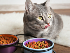 Mèo thích ăn gì? 9 loại thức ăn mèo thích ăn nhất