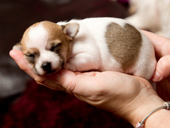 Cách chăm sóc chó con mau lớn, khỏe mạnh cho người mới nuôi chó