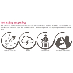 Dung dịch Beaphar Cat Comfort thư giãn cho Mèo