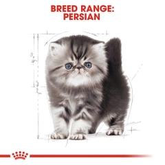 Hạt Kitten Persian Royal Canin Mèo con giống Ba Tư