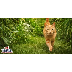 Thịt sấy Tastie Pureté & Délicieux Grain Free dành cho Chó Mèo