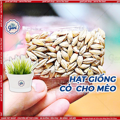 Gói hạt giống cỏ mèo