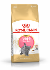 Hạt KITTEN British Shorthair Royal Canin cho Mèo con dưới 12 tháng tuổi giống Anh lông ngắn