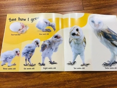 See How They Grow - 14 quyển + File Mp3