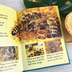 Usborne Biginners Nature (Sách nhập) - 10 quyển