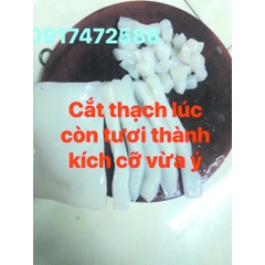 Thạch dừa trứng đánh lờ bóng mực lá, Thạch dừa câu mực lá, Thạch dừa nguyên tấm to