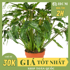 CÂY TRẦU BÀ CHÂN VỊT, (cao 15cm), cây phong thủy hút tài lộc để bàn mini GIÁ RẺ, lọc không khí, Cây Tươi Nguyên CTN0560