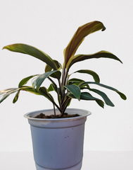 CÂY PHÁT TÀI Sọc trắng, (cao 35cm), cây phong thủy hút tài lộc để bàn mini GIÁ RẺ, lọc không khí, Cây Tươi Nguyên CTN0090