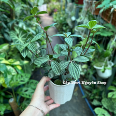 CÂY BÌNH AN ,(cao 15cm), cây cảnh Trong nhà, kiểng lá mini để bàn Văn phòng đẹp, GIÁ RẺ, lọc không khí, Cây Tươi Nguyên CTN1551