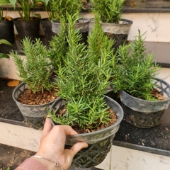 GIỐNG CÂY HƯƠNG THẢO (Rosemary), (cao 15-20cm), thuần khí hậu nóng Sài Gòn, cây hương liệu, Cây Tươi Nguyên CTN0750