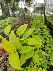 CÂY TRẦU BÀ VÀNG THÁI, (cao 25cm), cây phong thủy hút tài lộc để bàn mini GIÁ RẺ, lọc không khí, Cây Tươi Nguyên CTN0430