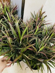 CÂY ÁNH DƯƠNG (HỒNG PHÁT TÀI), (cao 20cm), cây phong thủy hút tài lộc để bàn mini GIÁ RẺ, lọc không khí, Cây Tươi Nguyên CTN1050