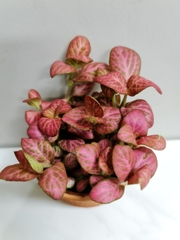 [Mua 2 giảm 15K ship] CÂY CẨM NHUNG FITTONIA (cây may mắn), (cao 5cm), cây phong thủy hút tài lộc để bàn mini GIÁ RẺ, lọc không khí, Cây Tươi Nguyên CTN0140