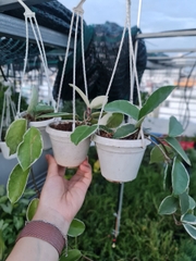 CÂY CẨM CÙ CẨM THẠCH Size Mini, (cao 10cm), cây phong thủy hút tài lộc để bàn mini GIÁ RẺ, lọc không khí, Cây Tươi Nguyên CTN1080