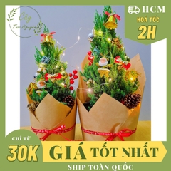 [GIAO HOẢ TỐC] CÂY SƠN TÙNG, (cao 30-40cm), cây Noel mini, cây Noel thật để bàn, cây Giáng sinh, Cây Tươi Nguyên CTN0720
