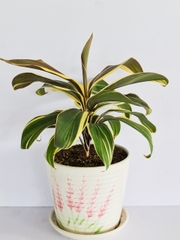 CÂY PHÁT TÀI Sọc trắng, (cao 35cm), cây phong thủy hút tài lộc để bàn mini GIÁ RẺ, lọc không khí, Cây Tươi Nguyên CTN0090