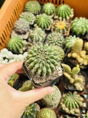 CÂY XƯƠNG RỒNG MINI ĐỒNG GIÁ, Size bé 3~5cm, NHIỀU LOẠI cây trang trí bàn, lọc không khí, dễ trồng, Cây Tươi Nguyên