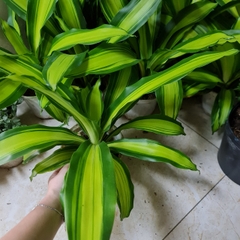 CÂY PHÁT TÀI SỌC VÀNG (Thiết mộc lan), (cao 30cm), cây phong thủy hút tài lộc để bàn mini GIÁ RẺ, lọc không khí, Cây Tươi Nguyên CTN0760