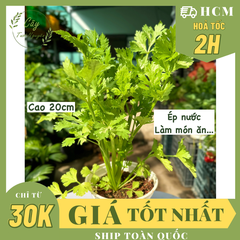 [CHỈ GIAO HCM - GIA VỊ TƯƠI] CÂY GIA VỊ ÂU DỄ TRỒNG TẠI VN, trồng sẵn phát triển ổn định, mùi thơm giá rẻ, cây hương liệu