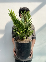 [CHỈ GIAO HCM] CÂY KIM TIỀN SIZE LỚN ,(cao 50cm), cây cảnh Trong nhà, kiểng lá decor, GIÁ RẺ, lọc không khí, Cây Tươi