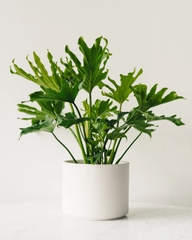 CÂY TRẦU BÀ THANH XUÂN Size nhỏ, (cao 25cm), cây phong thủy hút tài lộc để bàn mini GIÁ RẺ, lọc không khí, Cây Tươi Nguyên CTN0190