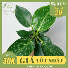 CÂY TRẦU BÀ ĐẾ VƯƠNG Kim cương - Cẩm thạch, (cao 25cm), cây phong thủy hút tài lộc để bàn mini GIÁ RẺ, lọc không khí, Cây Tươi Nguyên CTN0020