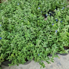 CÂY HOA THANH TÚ, (cao 20cm), Cây cảnh, dễ trồng GIÁ RẺ, nở quanh năm, Cây Tươi Nguyên CTN0300