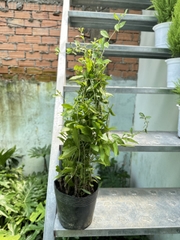 [GIÁ RẺ] CÂY CÚC TẦN ẤN ĐỘ,(cao 35cm), 5-7 GỐC thân rũ che mát, giảm nắng, chống bụi tốt, cây cảnh Trong nhà, GIÁ RẺ, lọc không khí, Cây Tươi Nguyên