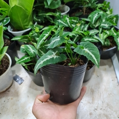 [Mua 2 giảm 15K ship] CÂY TRẦU BÀ NHUNG (SỌC TRẮNG) ,(cao 25cm), cây phong thủy hút tài lộc để bàn mini GIÁ RẺ, lọc không khí, Cây Tươi Nguyên CTN0210
