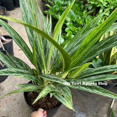 CÂY GIỮ TIỀN GIỐNG MỚI- Chậu lớn ,(cao 40cm), cây cảnh Trong nhà, kiểng lá mini để bàn Văn phòng đẹp, GIÁ RẺ, lọc không khí, Cây Tươi Nguyên CTN1532