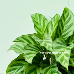 CÂY ĐUÔI CÔNG XANH VẰN (Calathea Freddie), (cao 15cm), cây cảnh Trong nhà, kiểng lá mini để bàn Văn phòng đẹp, GIÁ RẺ, lọc không khí, Cây Tươi Nguyên CTN1516