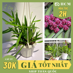 CÂY CẨM CÙ TRÚC MÂY Size MINI, (cao 10cm), Cây cảnh, dễ trồng GIÁ RẺ, nở quanh năm, Cây Tươi Nguyên CTN0950