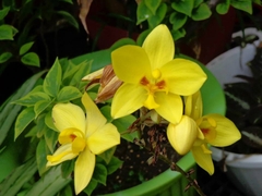 CÂY HOA ĐỊA LAN VÀNG, LAN CHU ĐINH, (cao 15cm), Cây cảnh, dễ trồng GIÁ RẺ, nở quanh năm, Cây Tươi Nguyên CTN1030