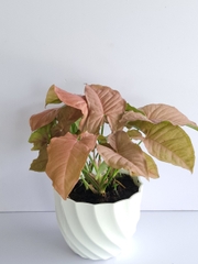CÂY TRẦU BÀ HỒNG, (cao 15cm), cây phong thủy hút tài lộc để bàn mini GIÁ RẺ, lọc không khí, Cây Tươi Nguyên CTN0310
