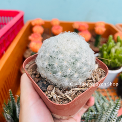 CÂY XƯƠNG RỒNG MINI ĐỒNG GIÁ, Size bé 3~5cm, NHIỀU LOẠI cây trang trí bàn, lọc không khí, dễ trồng, Cây Tươi Nguyên