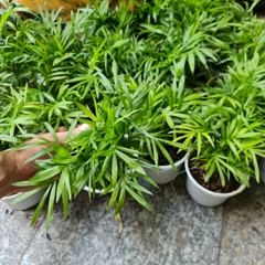 [Mua 2 giảm 15K ship] CÂY CAU TIỂU TRÂM, (cao 15cm), cây phong thủy hút tài lộc để bàn mini GIÁ RẺ, lọc không khí, Cây Tươi Nguyên CTN0010