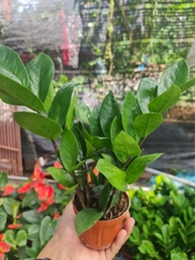 CÂY KIM TIỀN MINI Size mini, (cao 25cm), cây phong thủy hút tài lộc để bàn mini GIÁ RẺ, lọc không khí, Cây Tươi Nguyên CTN0240