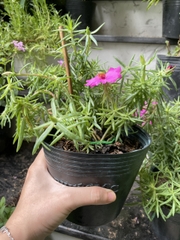 CÂY HOA MƯỜI GIỜ MỸ ĐƠN, (cao 20cm), Cây cảnh, dễ trồng GIÁ RẺ, nở quanh năm, Cây Tươi Nguyên CTN0670