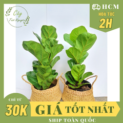 CÂY BÀNG SINGAPORE MINI ,(cao 20-25cm), cây phong thủy hút tài lộc để bàn mini GIÁ RẺ, lọc không khí, Cây Tươi Nguyên CNT0490