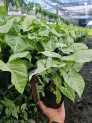 CÂY TRÓC BẠC, (cao 20cm), cây phong thủy hút tài lộc để bàn mini GIÁ RẺ, lọc không khí, Cây Tươi Nguyên CTN0340