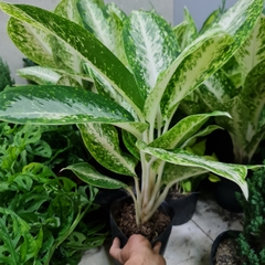 CÂY HUY HOÀNG, (cao 40cm), cây phong thủy hút tài lộc để bàn mini GIÁ RẺ, lọc không khí, Cây Tươi Nguyên CTN0770