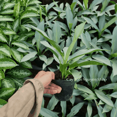 [GIỐNG MỚI] CÂY KIẾM BẠC ,(cao 20cm), cây cảnh Trong nhà, kiểng lá mini để bàn Văn phòng đẹp, GIÁ RẺ, Cây Tươi Nguyên