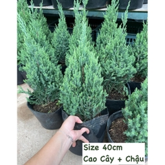 [GIAO NHANH] CÂY SƠN TÙNG SIZE L,(cao 60cm), cây Noel mini, cây Noel thật để bàn, cây Giáng sinh, Cây Tươi Nguyên