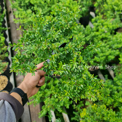 CÂY LINH SAM 86 HOA TÍM NHỎ (1 gốc thô), (cao 20-40cm), cây cảnh trồng sân vườn, làm bonsai tiểu cảnh, dễ trồng GIÁ RẺ, lọc không khí, Cây Tươi Nguyên CTN1270