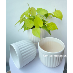 CHẬU TRÁNG MEN MOCHI KẺ 13*13CM, (1 chậu),chậu trồng cây, trang trí nội thất, Cây Tươi Nguyên CTN1495