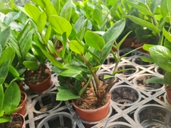 CÂY KIM TIỀN MINI Size mini, (cao 25cm), cây phong thủy hút tài lộc để bàn mini GIÁ RẺ, lọc không khí, Cây Tươi Nguyên CTN0240