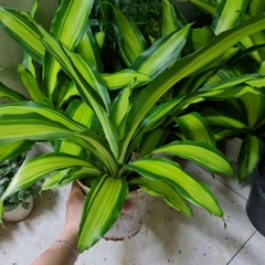 CÂY PHÁT TÀI SỌC VÀNG (Thiết mộc lan), (cao 30cm), cây phong thủy hút tài lộc để bàn mini GIÁ RẺ, lọc không khí, Cây Tươi Nguyên CTN0760